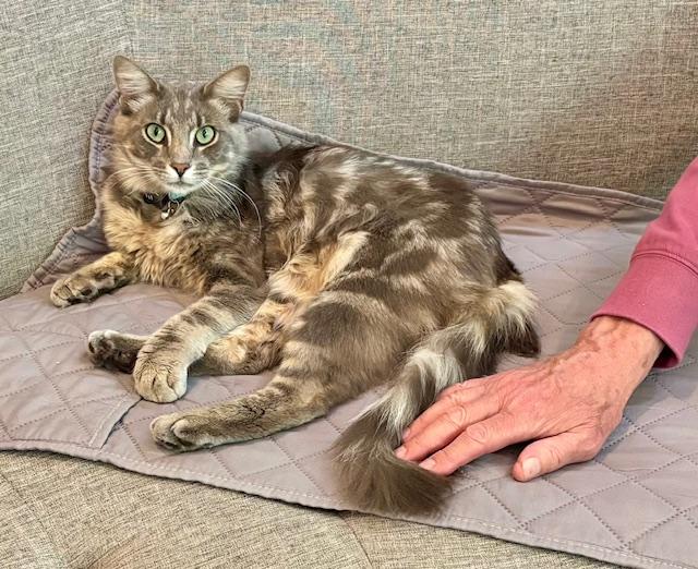 Simba-- available for adoption , adopted, Young Male Norwegian Forest Cat.
