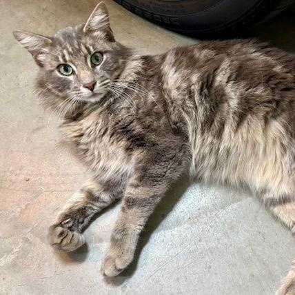 Enlarge Simba-- available for adoption  , an adopted Norwegian Forest Cat in Tustin, CA image 2/6