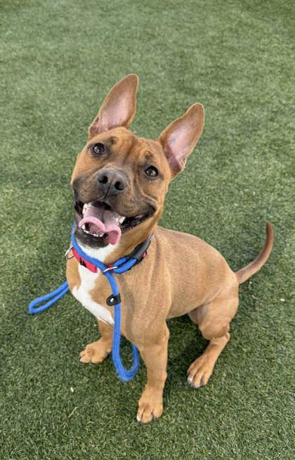 Enlarge Marsha, a Adoptable mixed breed in Gastonia, NC image 2/2