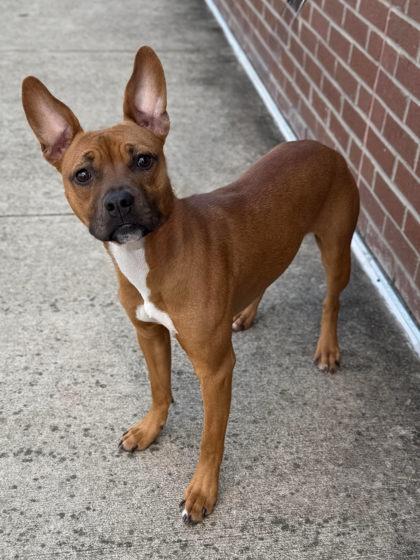 Enlarge Marsha, a Adoptable mixed breed in Gastonia, NC image 1/2