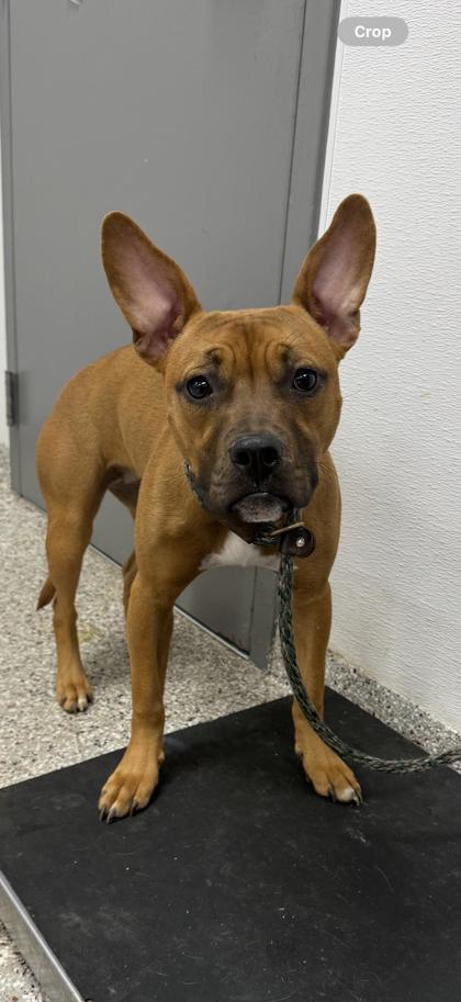 Enlarge Marsha, a Adoptable mixed breed in Gastonia, NC image 2/2