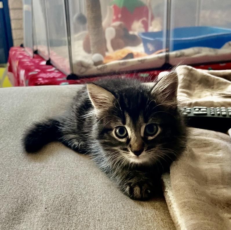 Mr Slate and Remy, Baby Male unknown