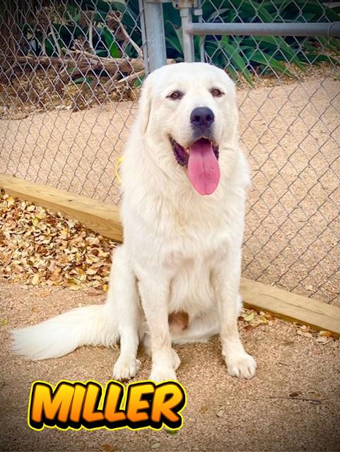 Miller, adopted, Young Male Great Pyrenees.