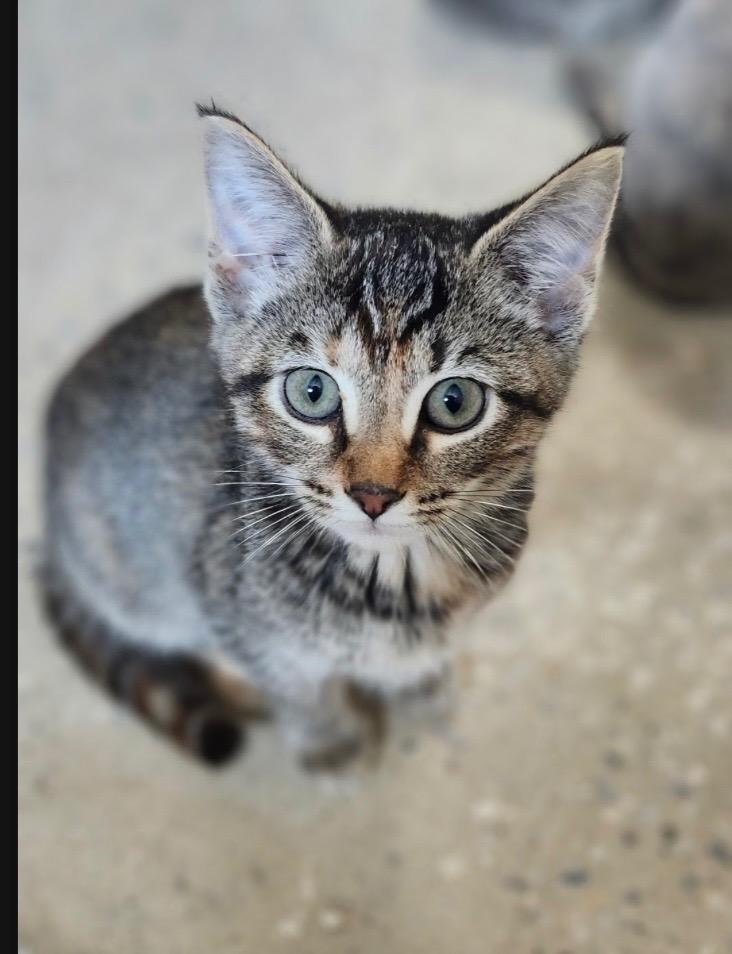 Aegean, Adoptable, Kitten Female Domestic Short Hair.
