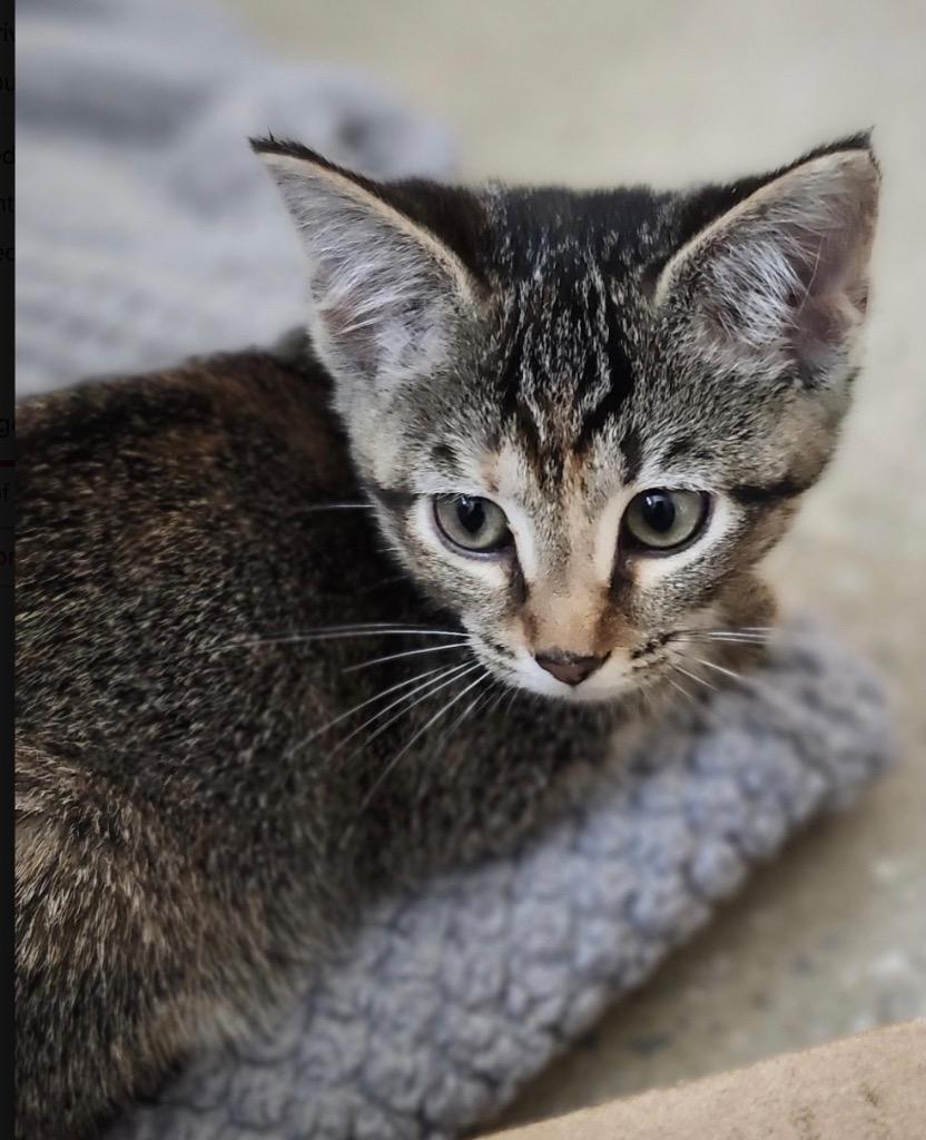 Enlarge Aegean, a Adoptable mixed breed in Burnsville, NC image 2/5
