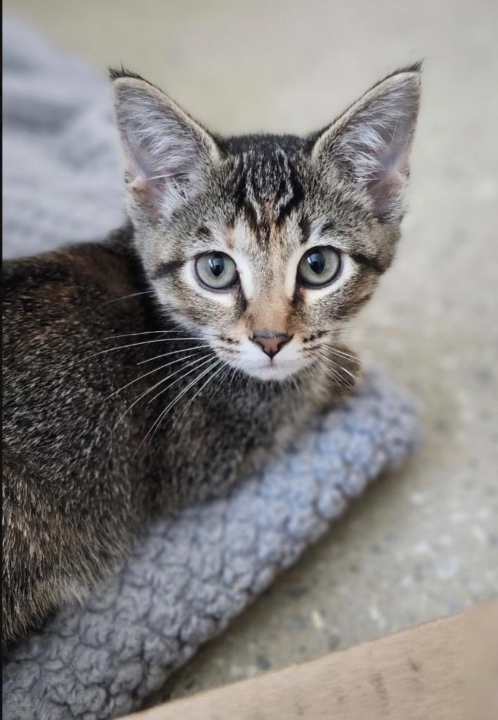 Enlarge Aegean, a Adoptable mixed breed in Burnsville, NC image 3/5