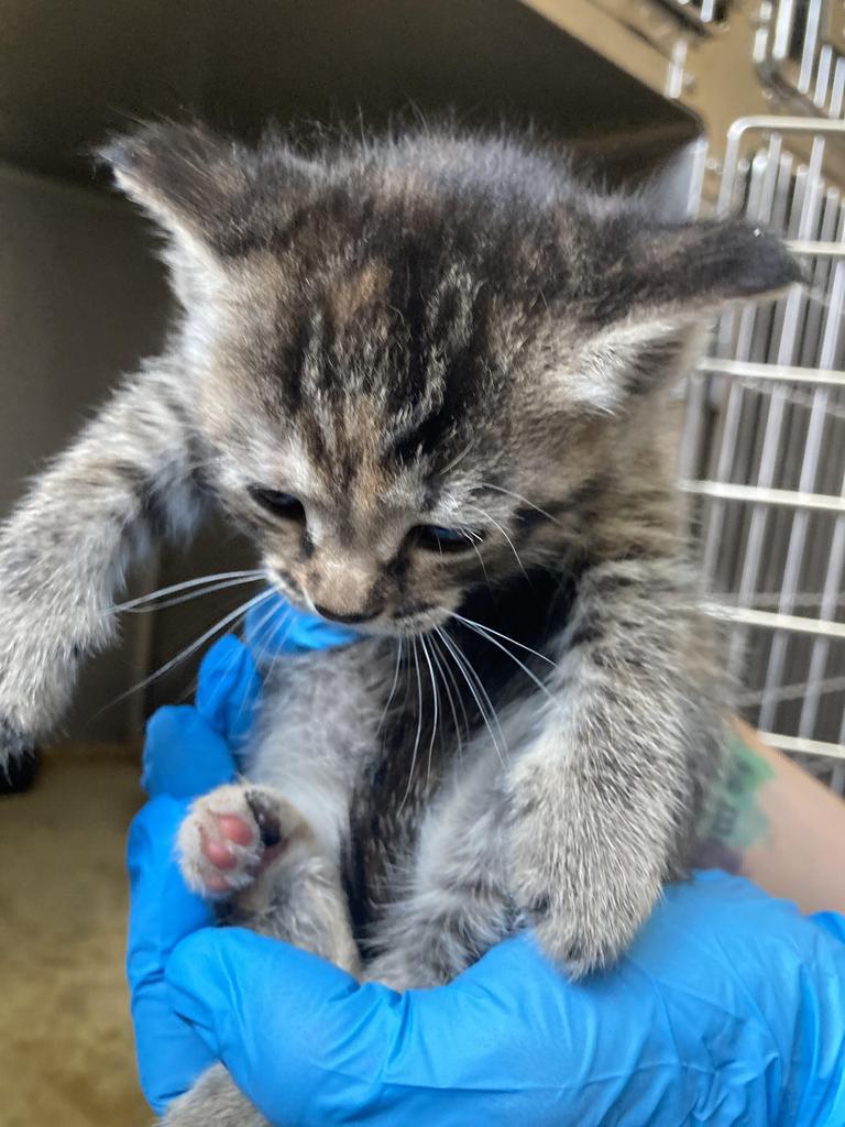 Aegean, Adoptable, Kitten Female Domestic Short Hair.