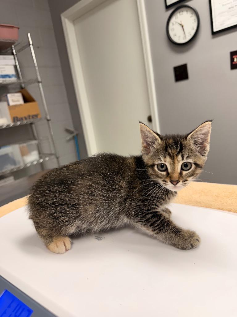 Enlarge Aegean, a Adoptable mixed breed in Burnsville, NC image 5/5