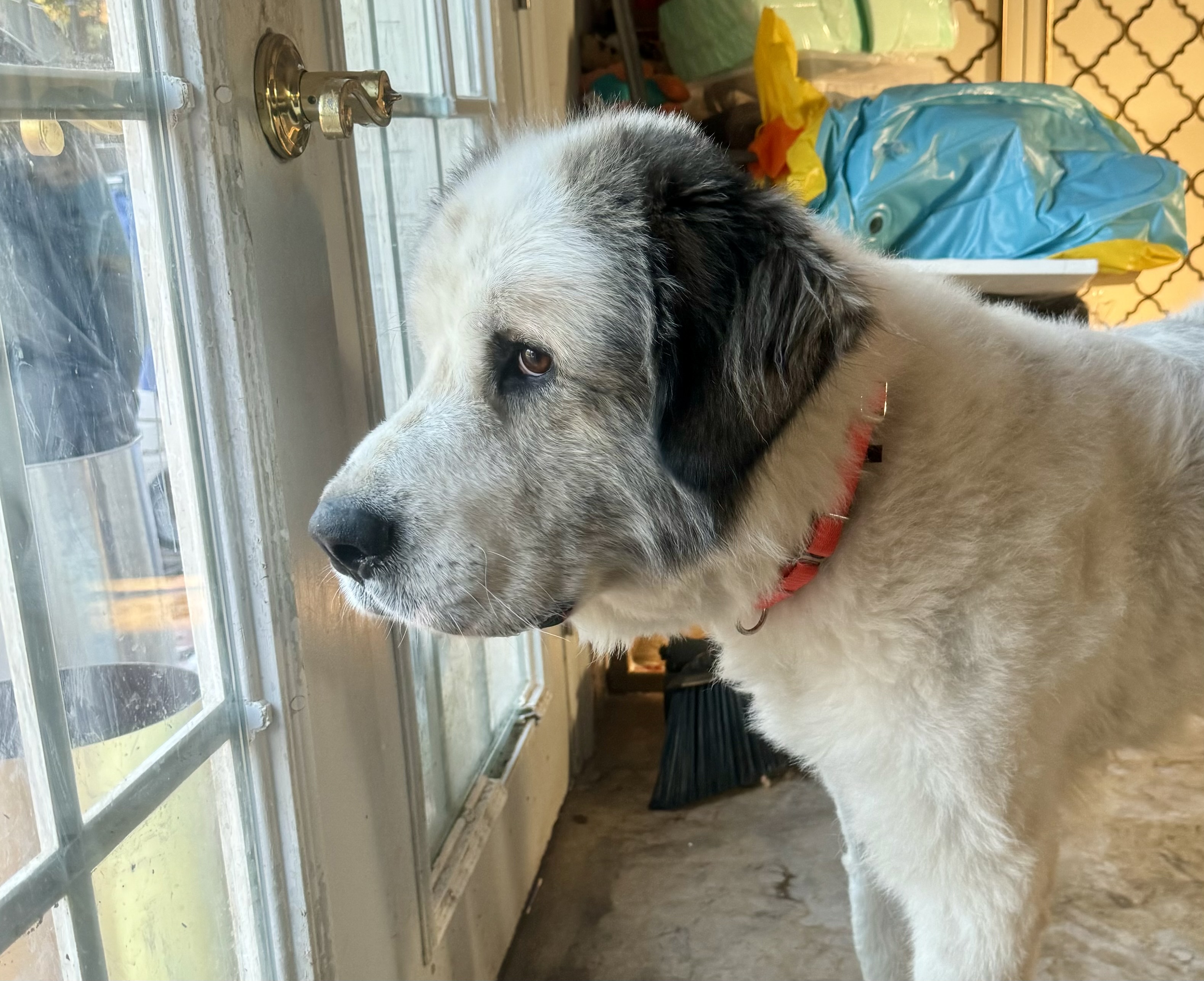 Dog for adoption - Albany, a Great Pyrenees Mix in Boise, ID | Petfinder