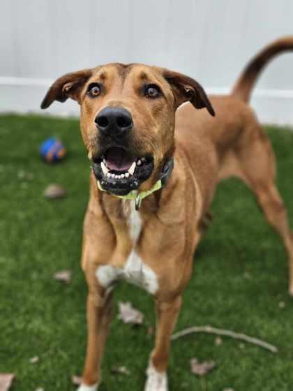 Enlarge Zeus, a Adoptable mixed breed in Munster, IN image 1/1