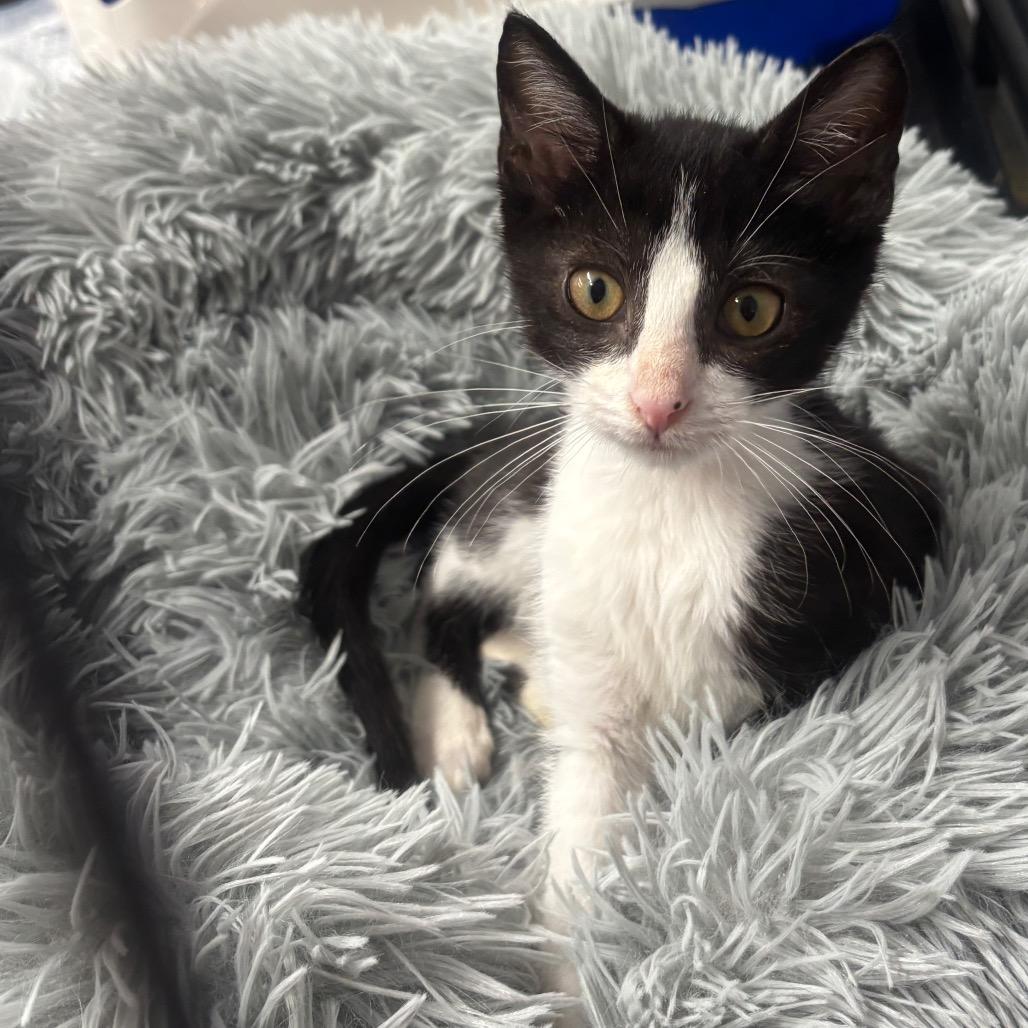 Slim Shady thumbnail 2