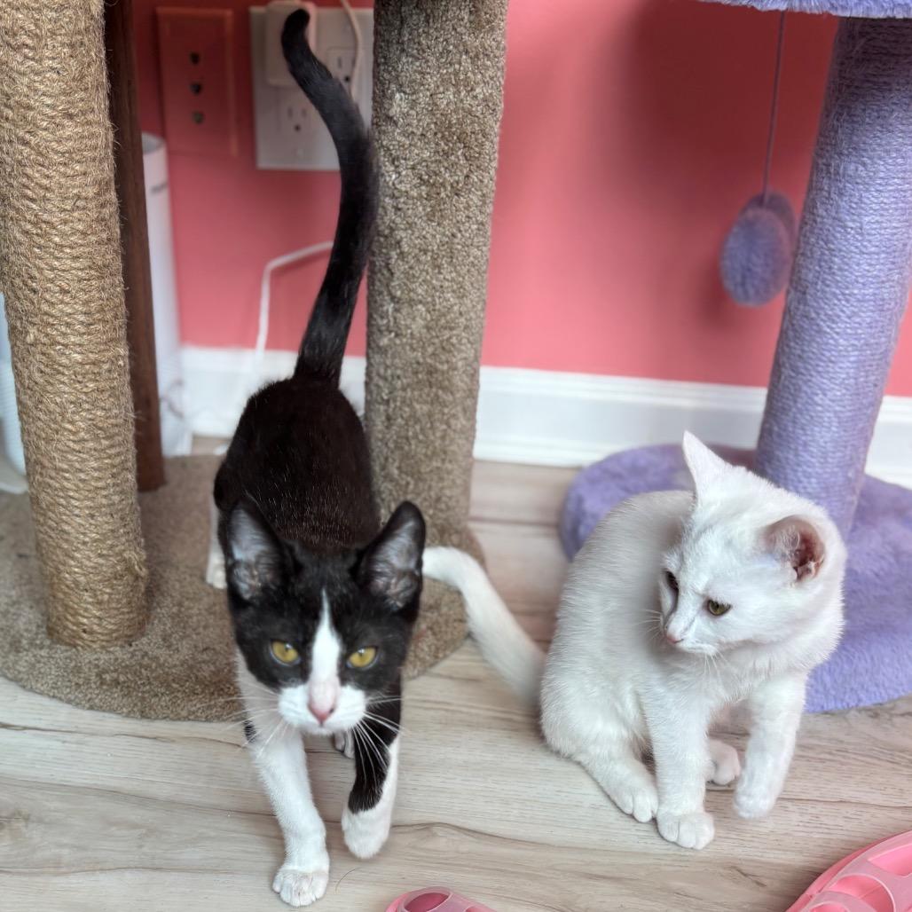 Slim Shady thumbnail 3