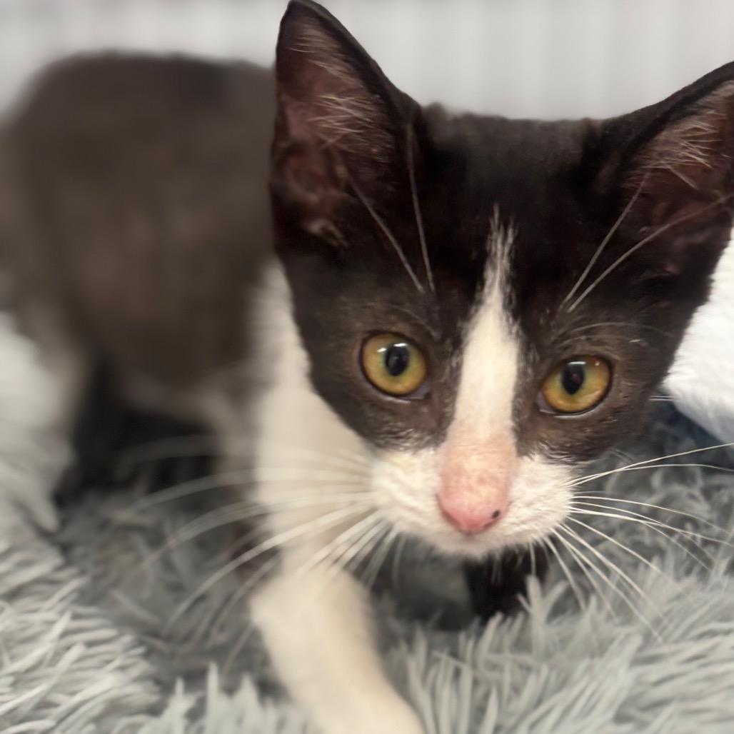 Slim Shady thumbnail 5