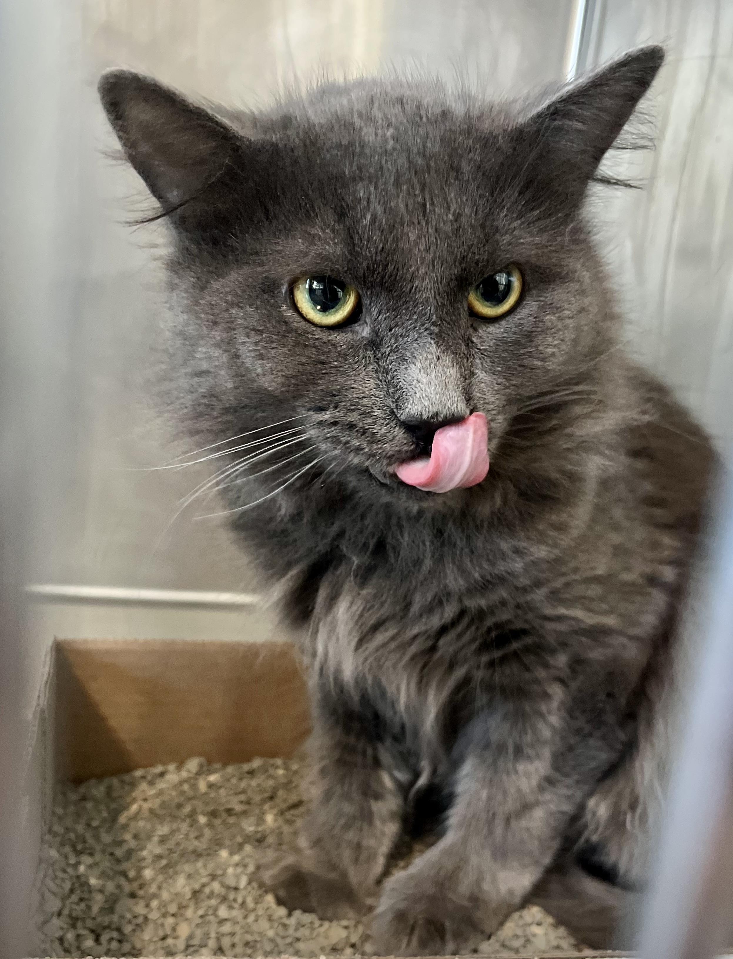 Alabaster — thumbnail 3