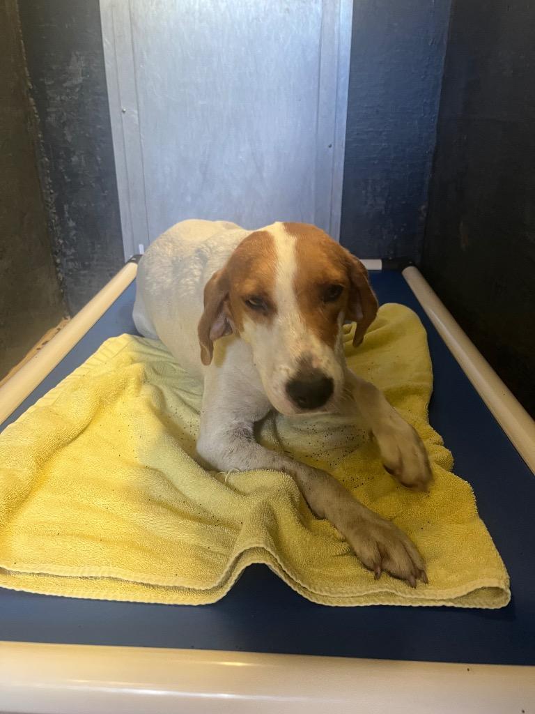 Enlarge Jolene, a Adoptable Hound in Mineral, VA image 1/2