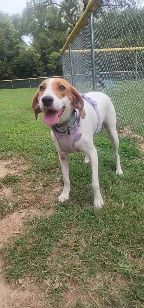 Enlarge Jolene, a Adoptable Hound in Mineral, VA image 2/2
