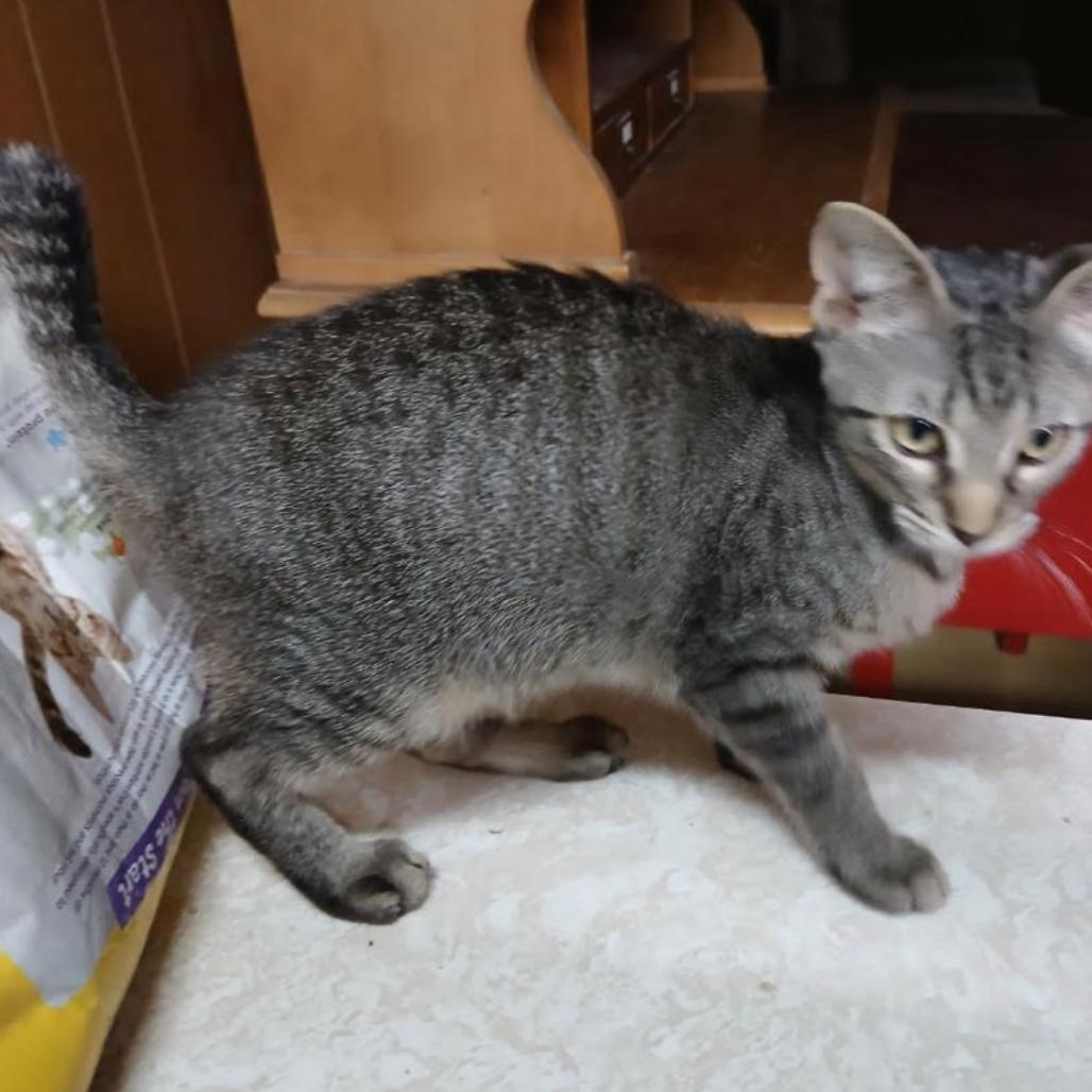 Tucker, Adoptable, Kitten Male American Bobtail.