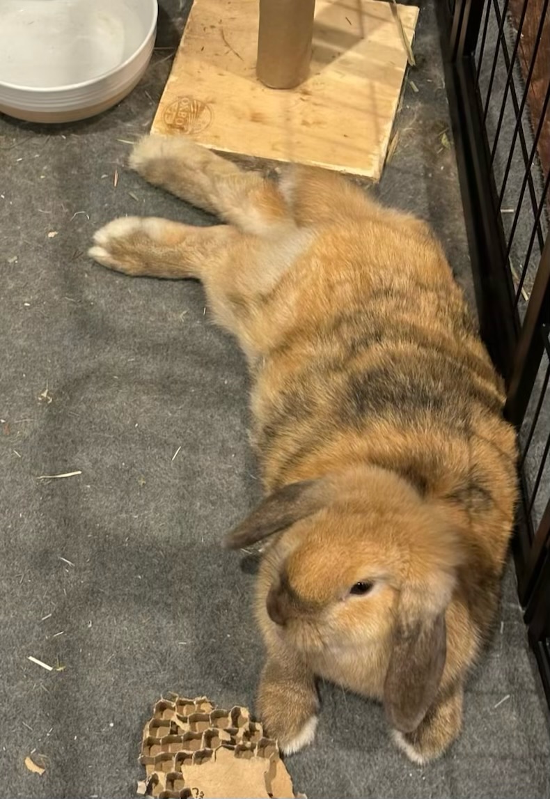 Latte and Cocoa, Adopted, Young Female Holland Lop.