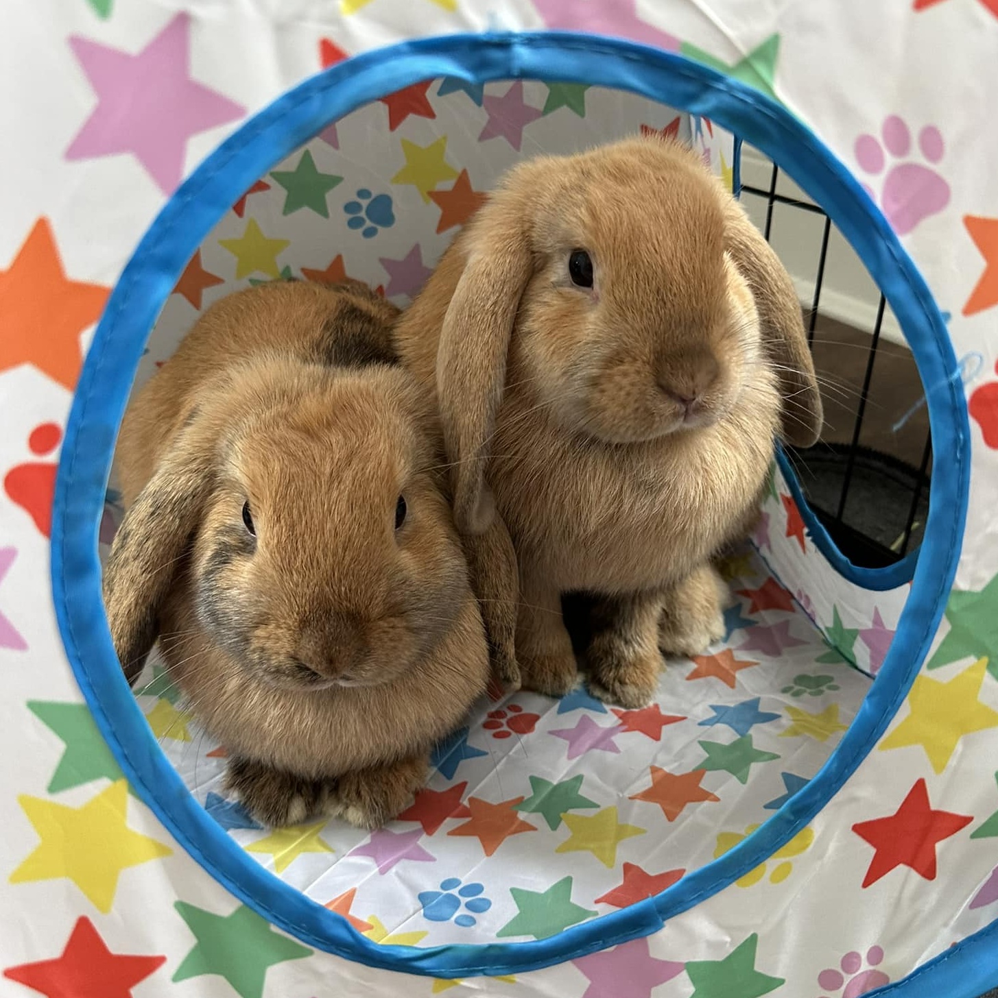 Enlarge Latte and Cocoa, a Adopted Holland Lop in Rock Hall, MD image 2/2