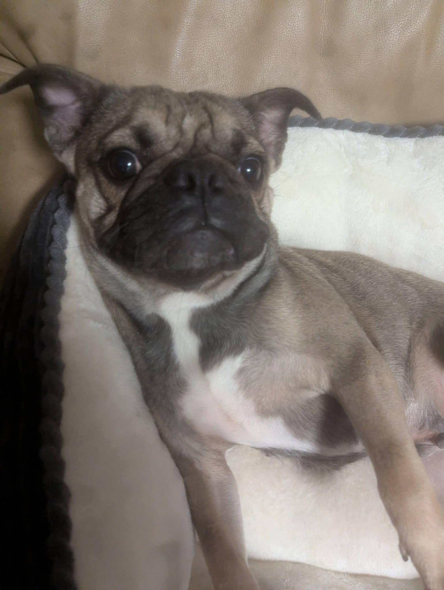 Enlarge Luna, a Adoptable mixed breed in Oakland, CA image 3/6