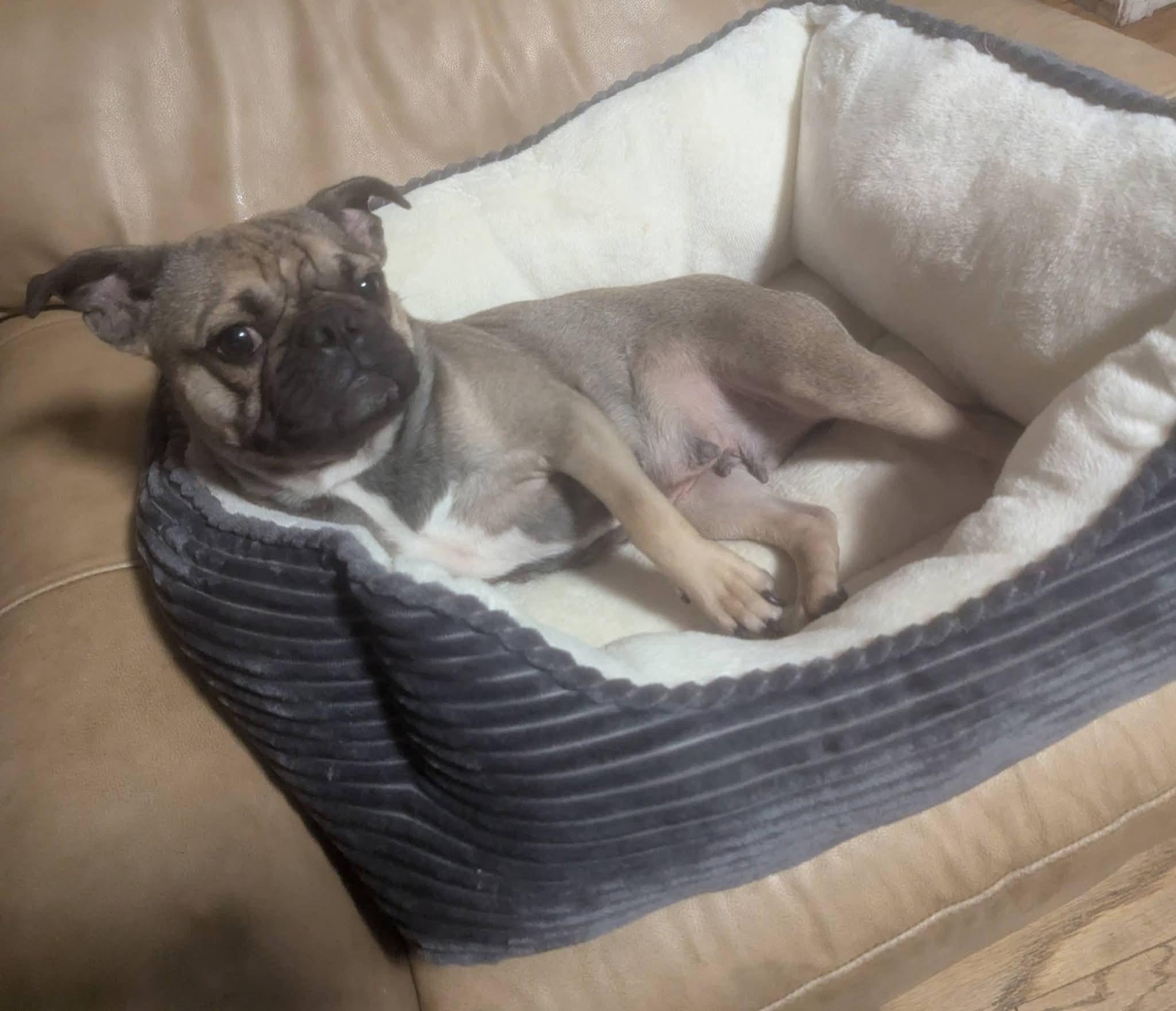 Enlarge Luna, a Adoptable mixed breed in Oakland, CA image 4/6