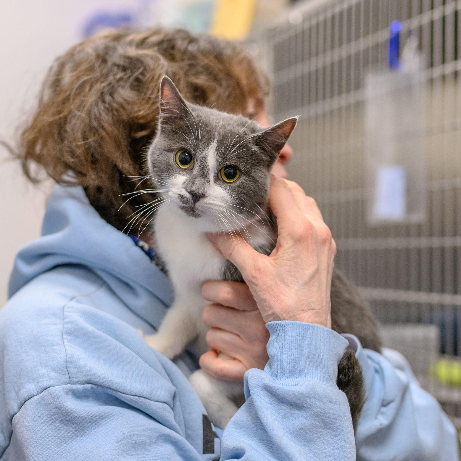 Enlarge SOUP, a ADOPTABLE Tuxedo in Hamilton, NJ image 5/6