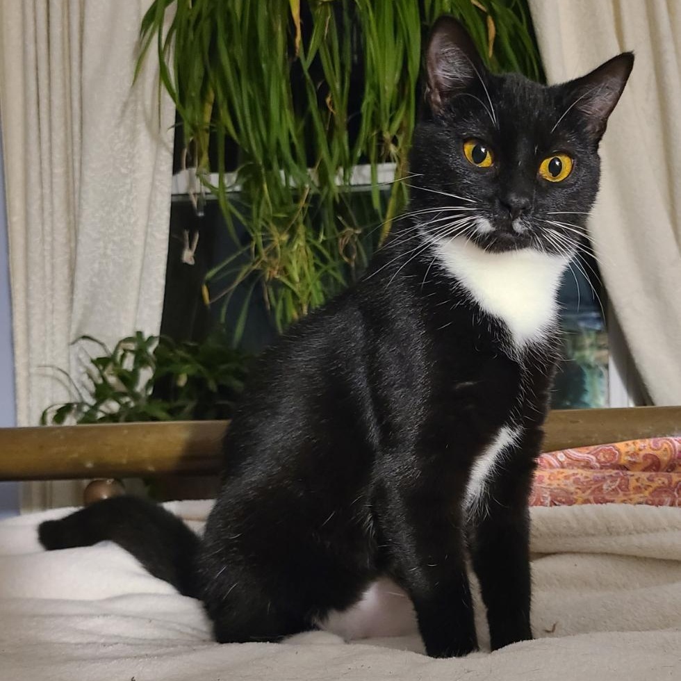 Enlarge SOUP, a ADOPTABLE Tuxedo in Hamilton, NJ image 2/6