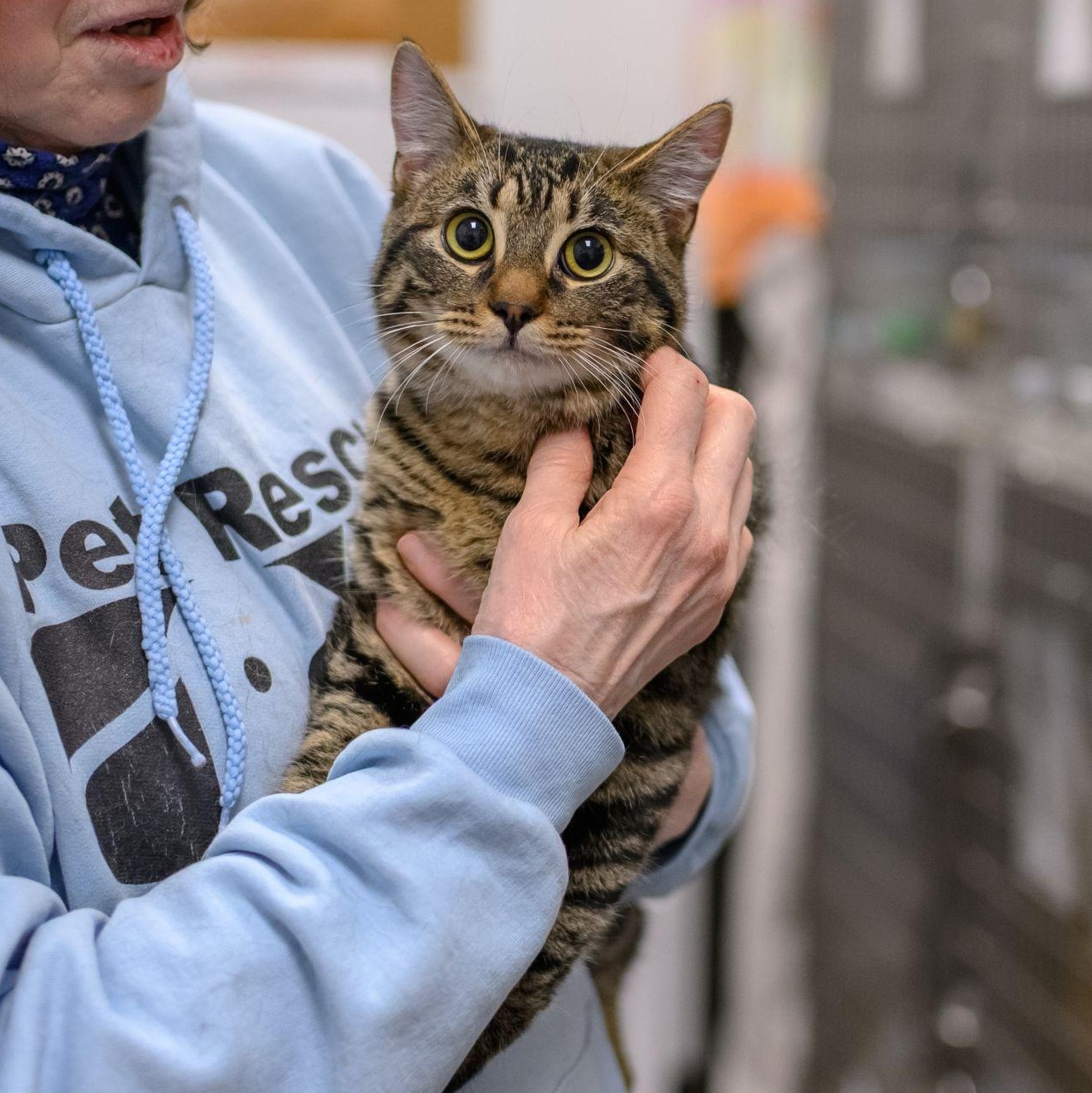 Enlarge SOUP, a ADOPTABLE Tuxedo in Hamilton, NJ image 6/6