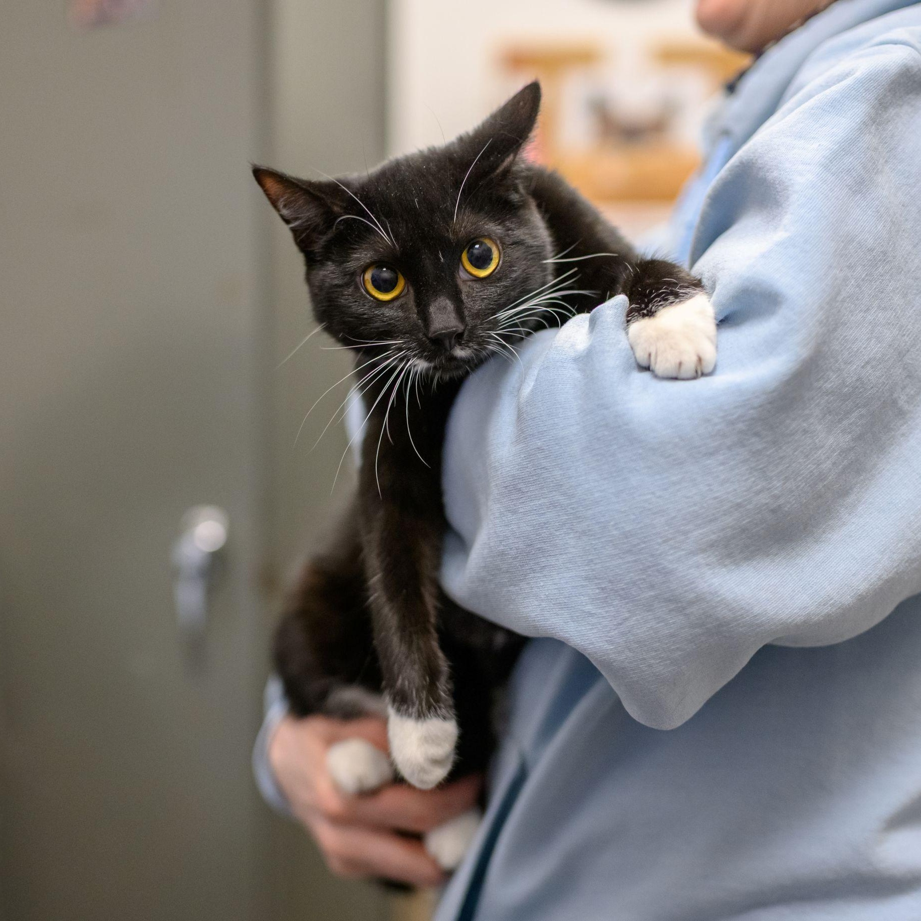 Enlarge SOUP, a ADOPTABLE Tuxedo in Hamilton, NJ image 1/6