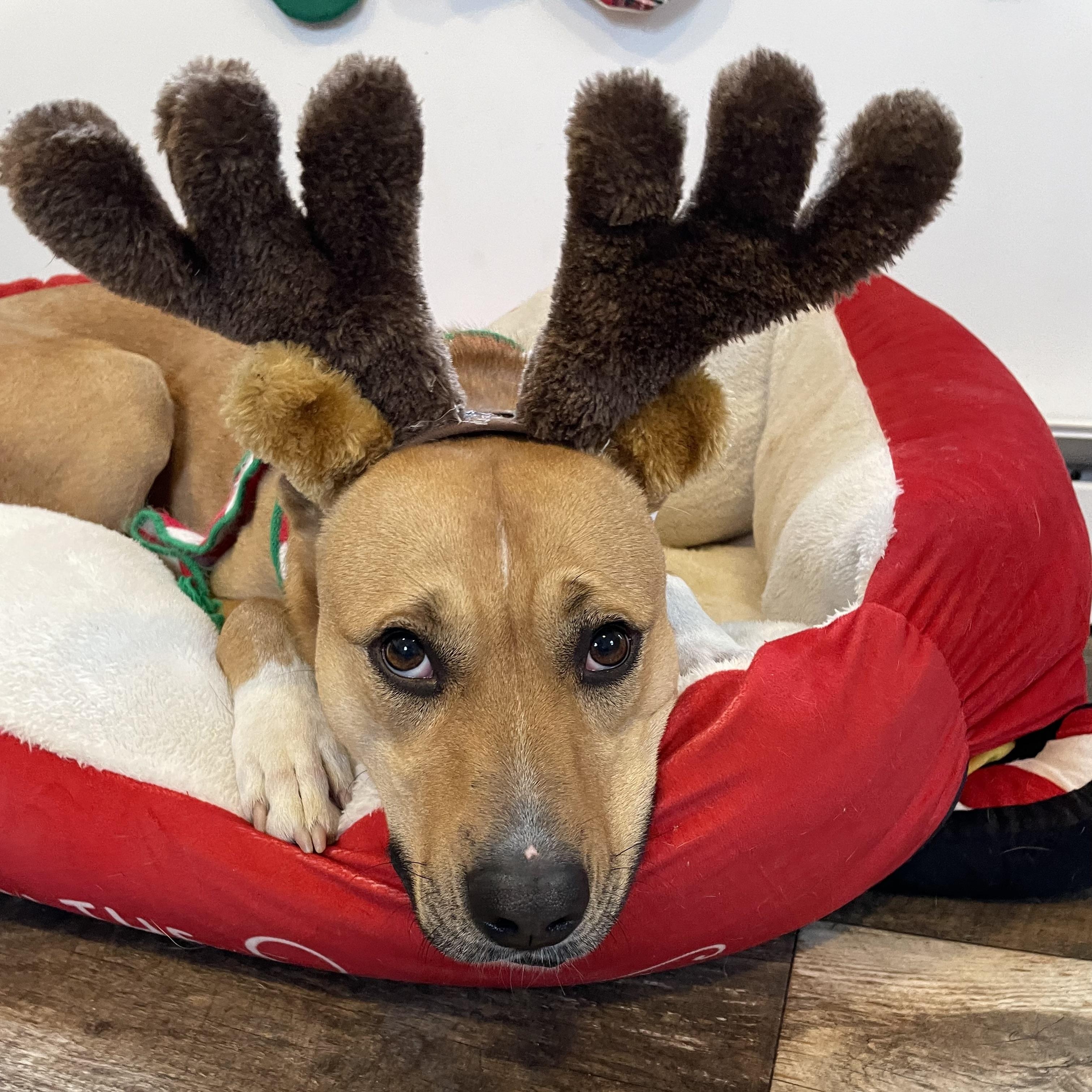 Puddin', a Adoptable mixed breed in Oxford, MI image 2/6