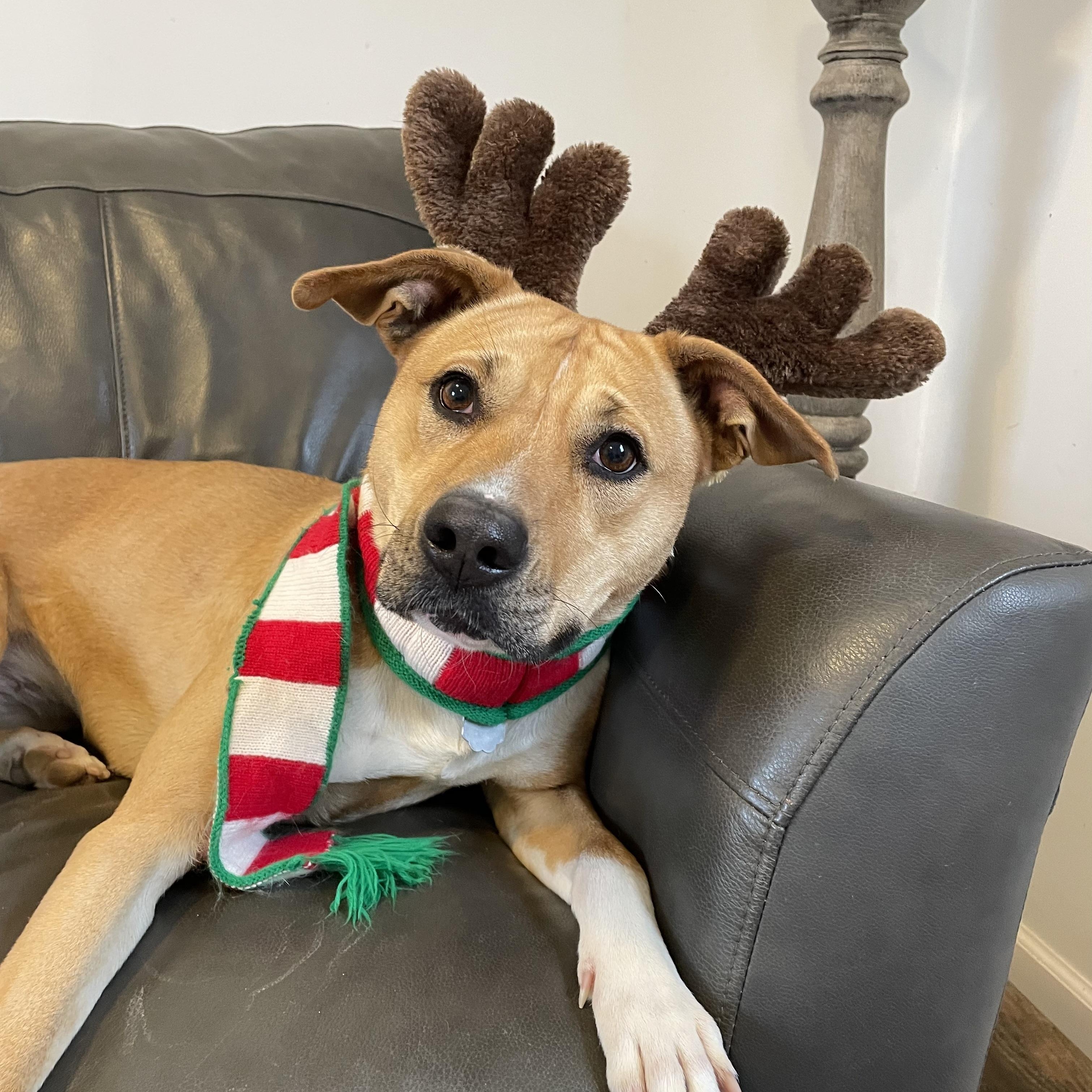 Puddin', a Adoptable mixed breed in Oxford, MI image 1/6