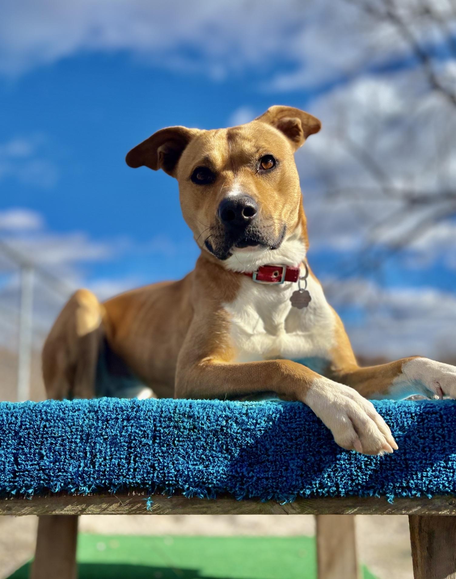 Puddin', a Adoptable mixed breed in Oxford, MI image 5/6