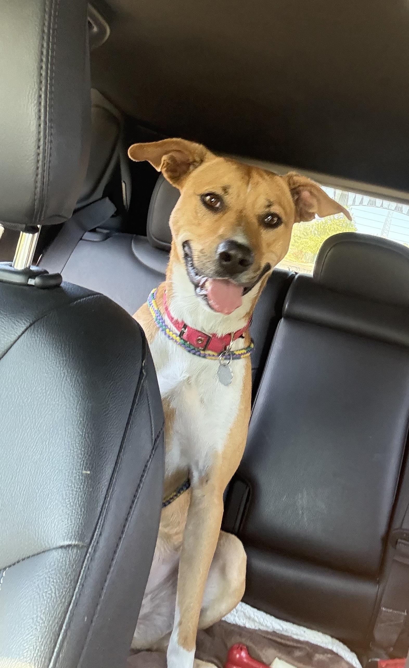 Puddin', a Adoptable mixed breed in Oxford, MI image 6/6