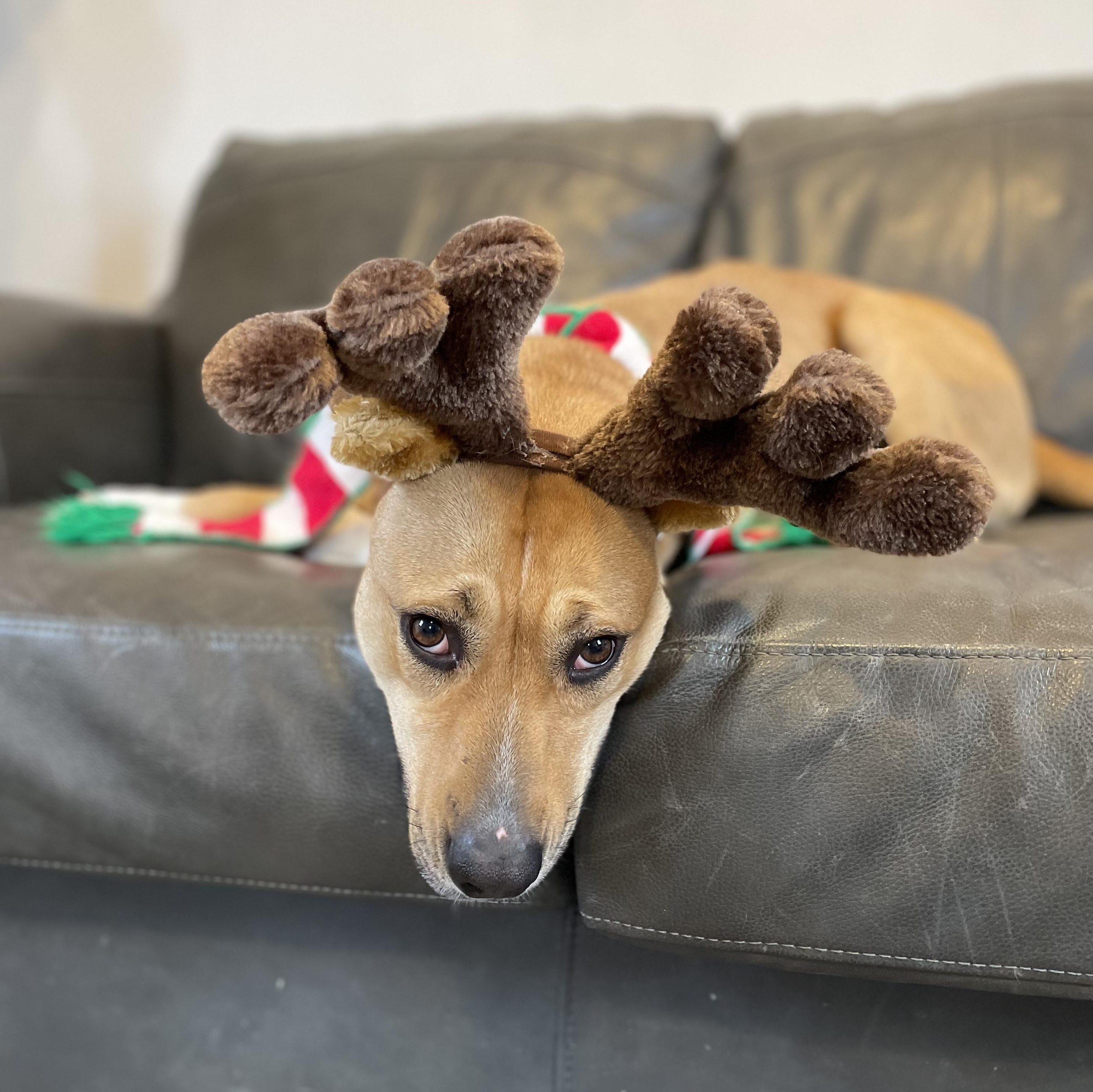 Puddin', a Adoptable mixed breed in Oxford, MI image 4/6