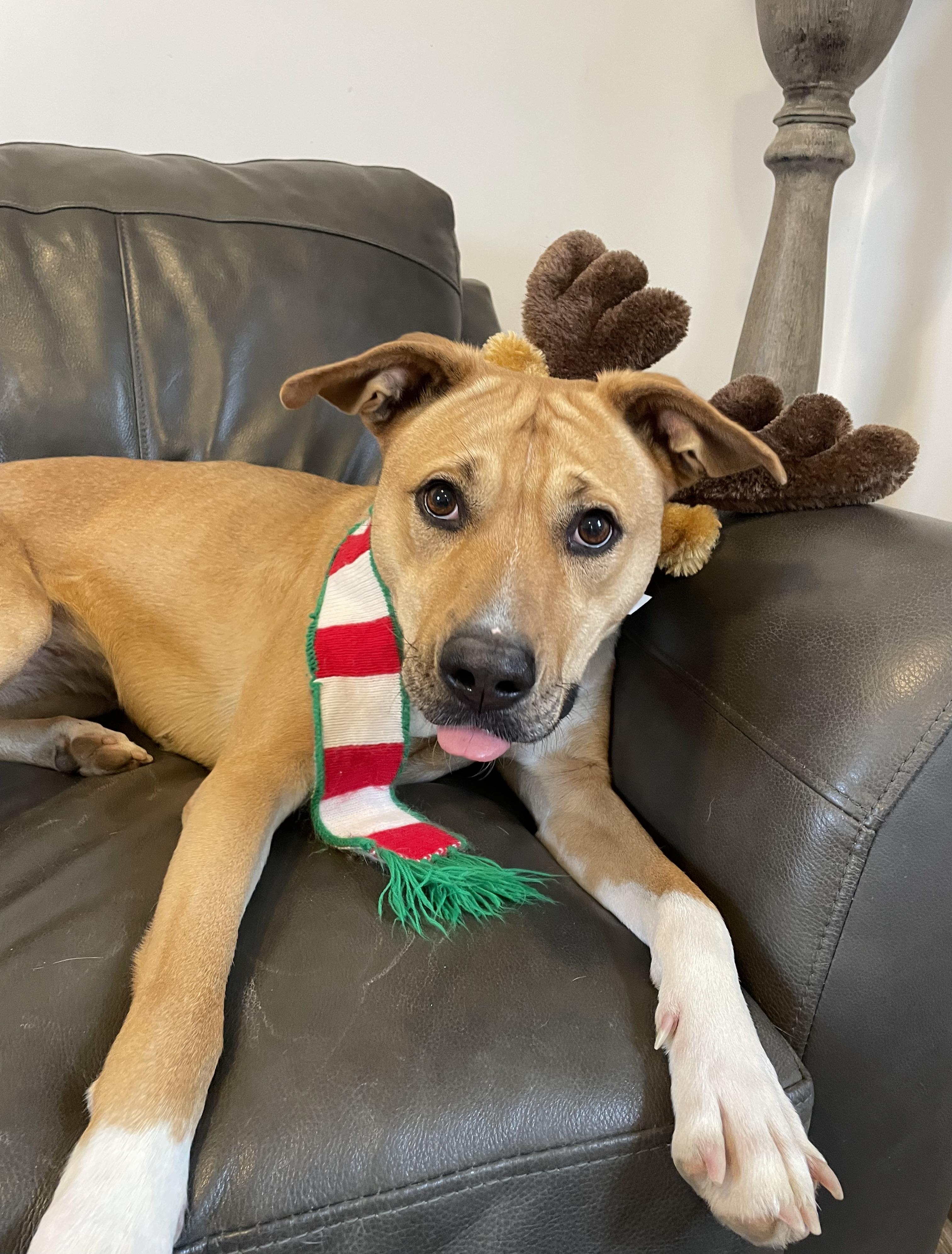 Puddin', a Adoptable mixed breed in Oxford, MI image 3/6