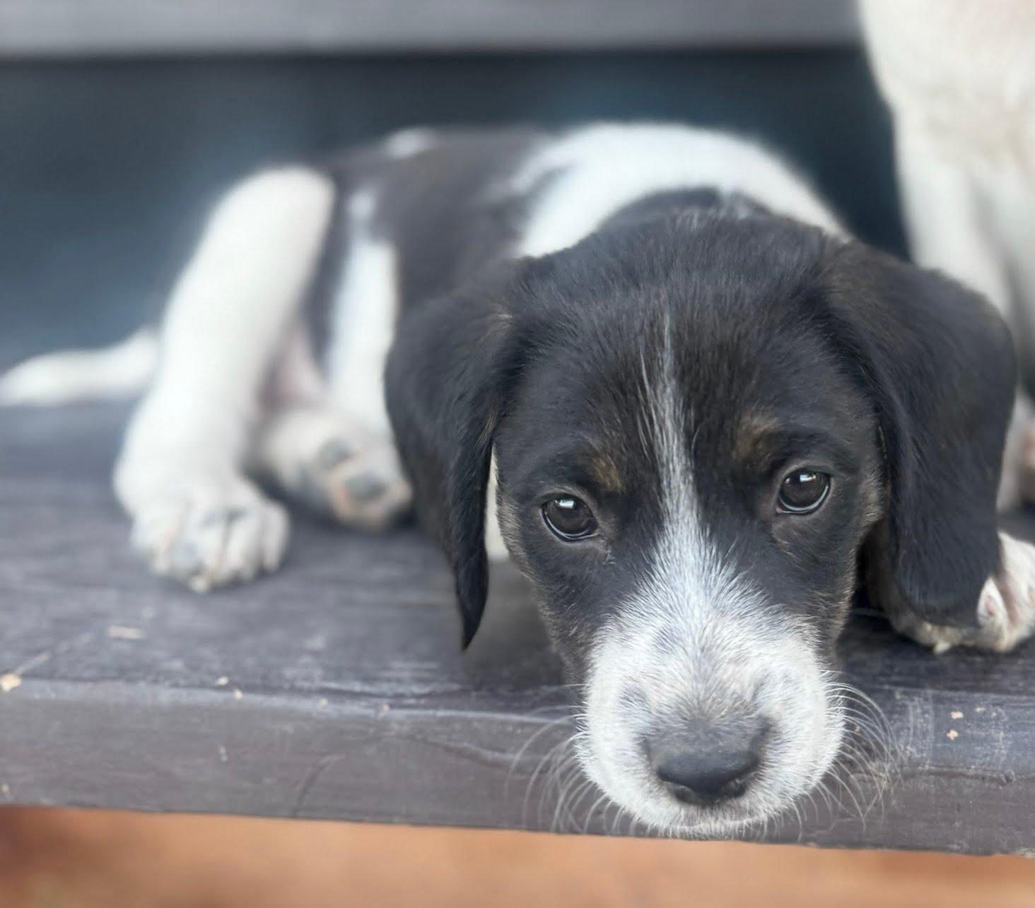 Orion, Adoptable, Puppy Male Border Collie.