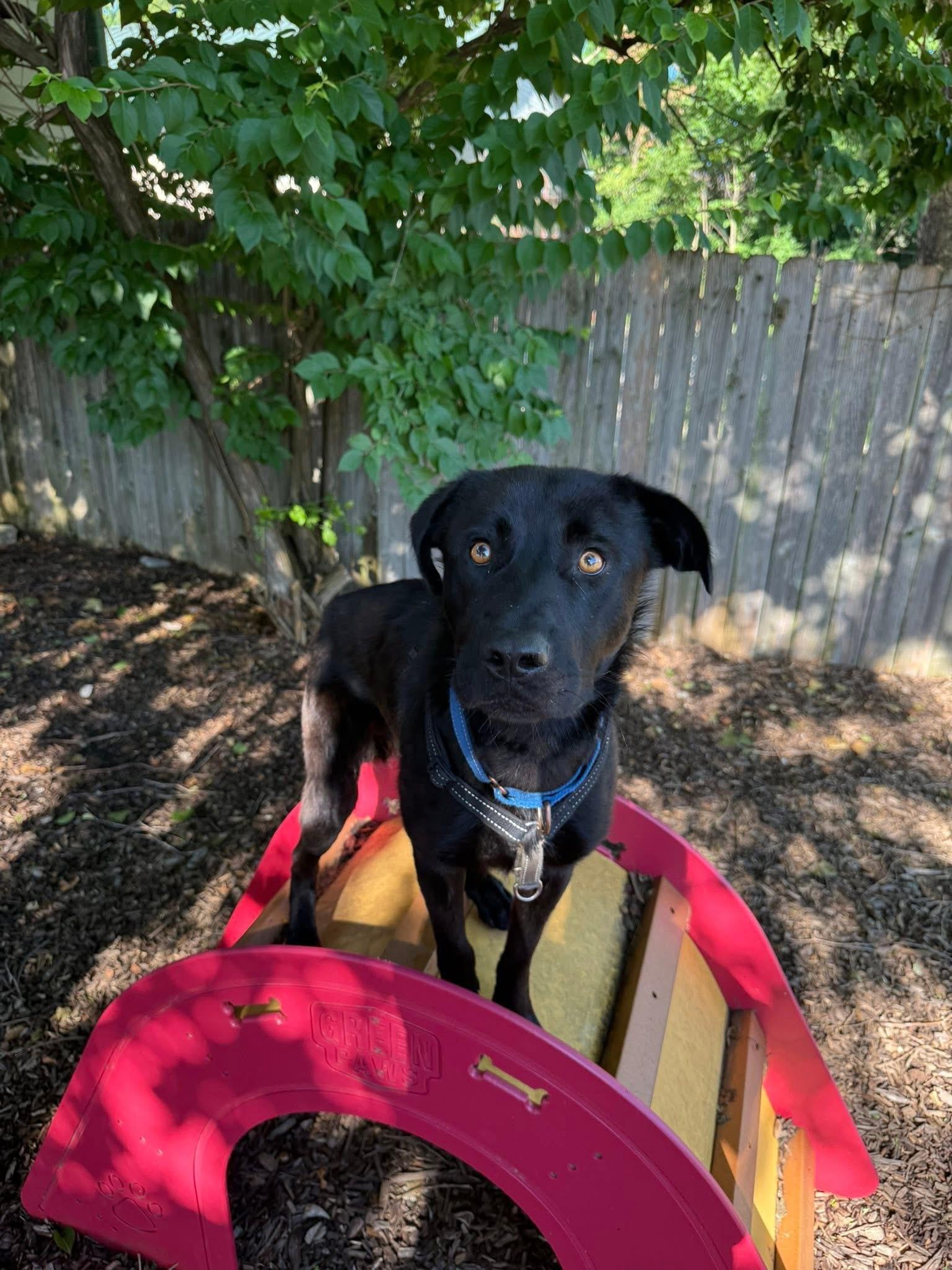 Rocky, a ADOPTABLE mixed breed in Columbia, MO image 5/5