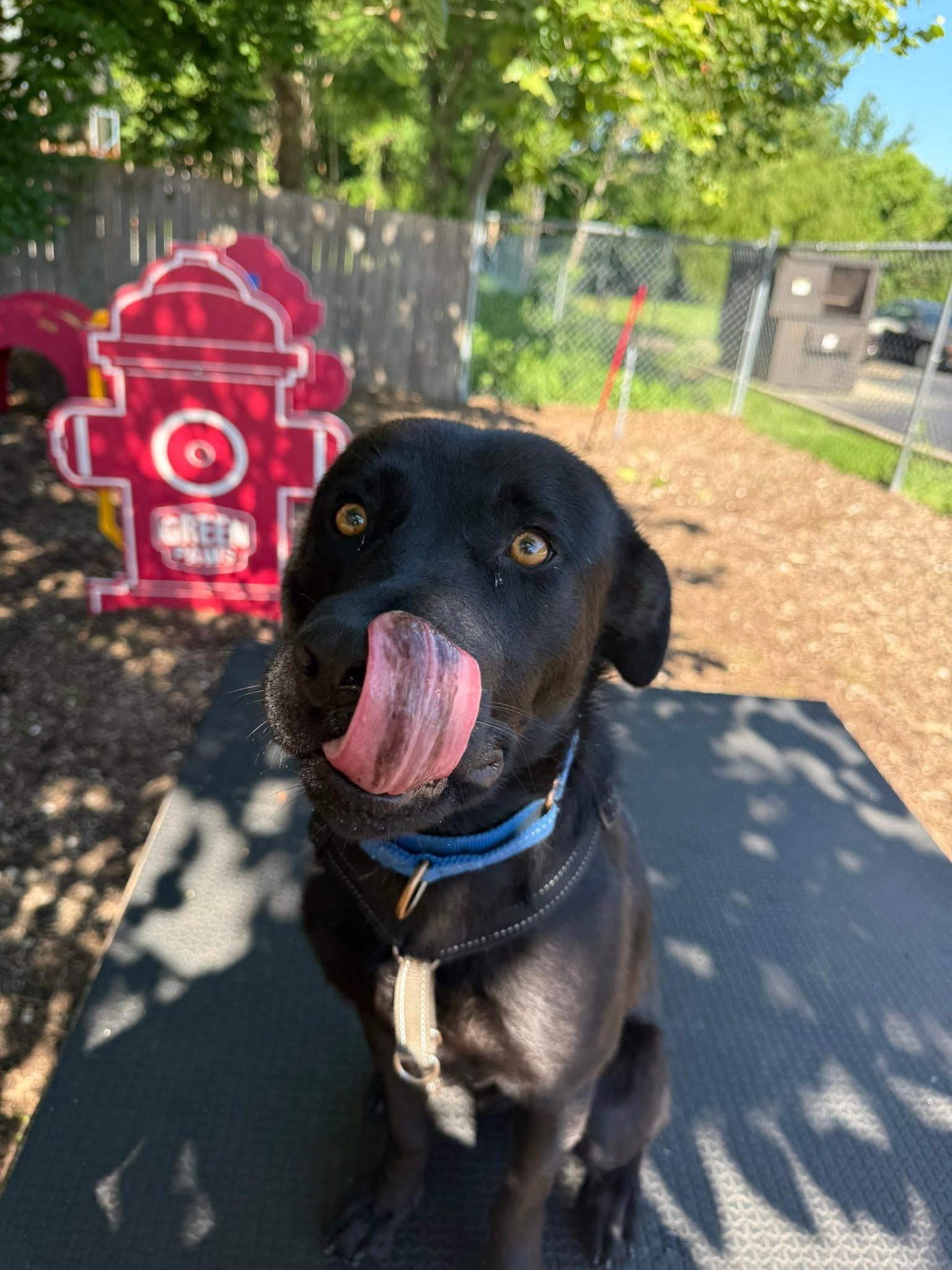 Rocky, a ADOPTABLE mixed breed in Columbia, MO image 2/5