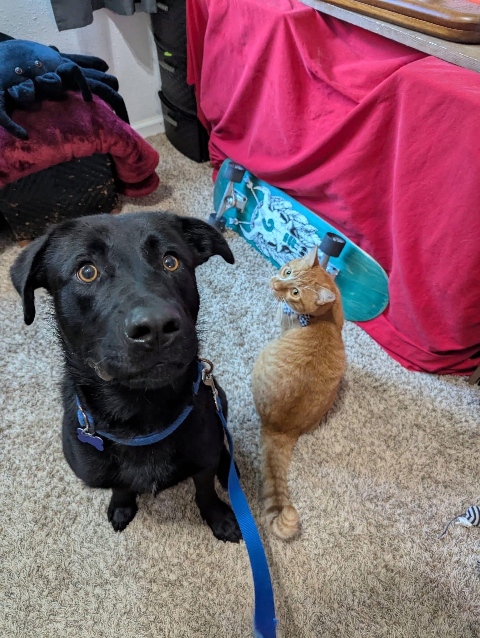 Rocky, a ADOPTABLE mixed breed in Columbia, MO image 3/5