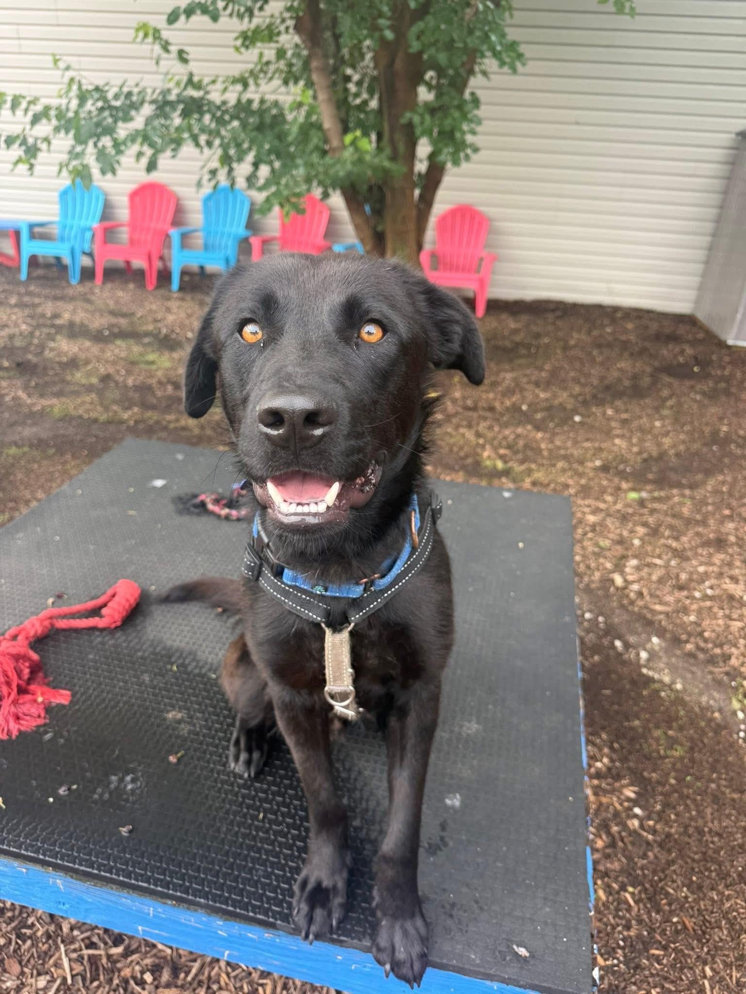 Rocky, ADOPTABLE, Adult Male Black Labrador Retriever.