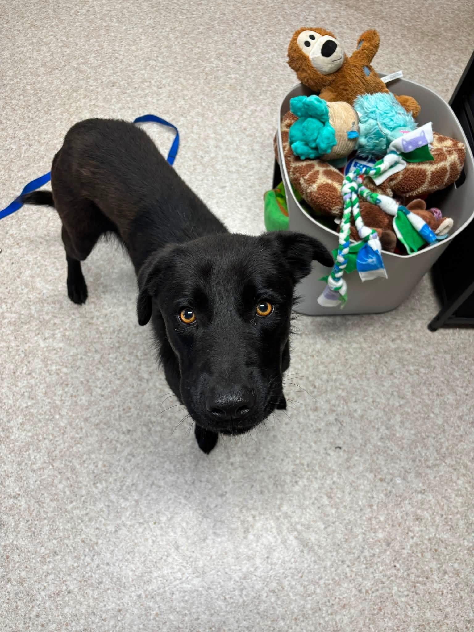 Rocky, a ADOPTABLE mixed breed in Columbia, MO image 4/5