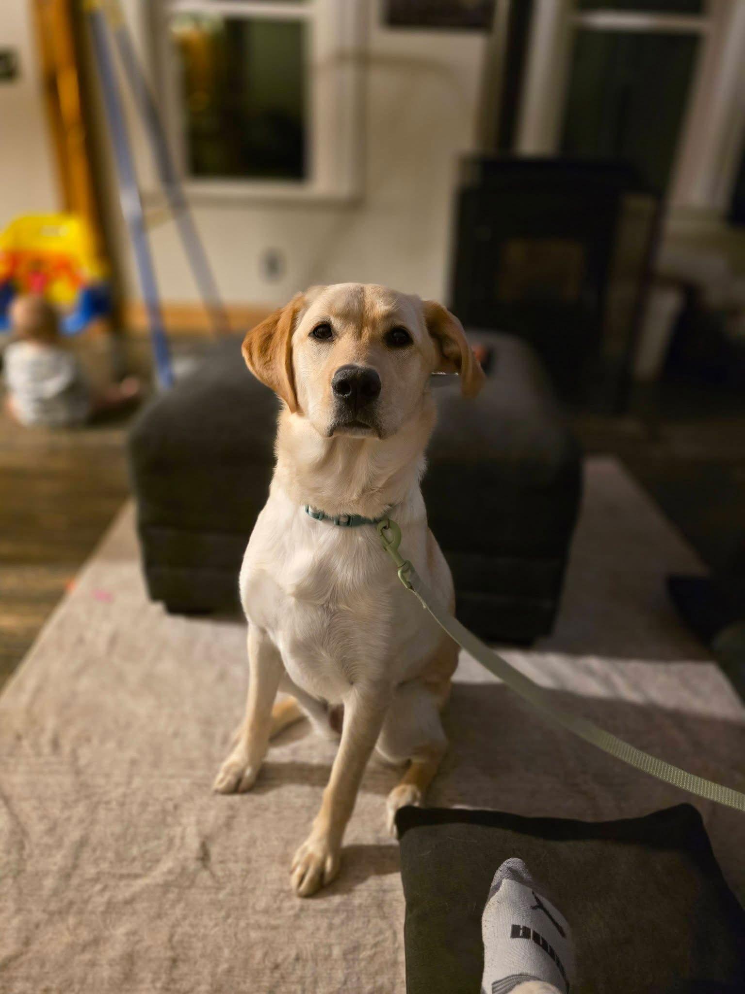 Enlarge Daisy, a Adoptable mixed breed in New London, WI image 1/3