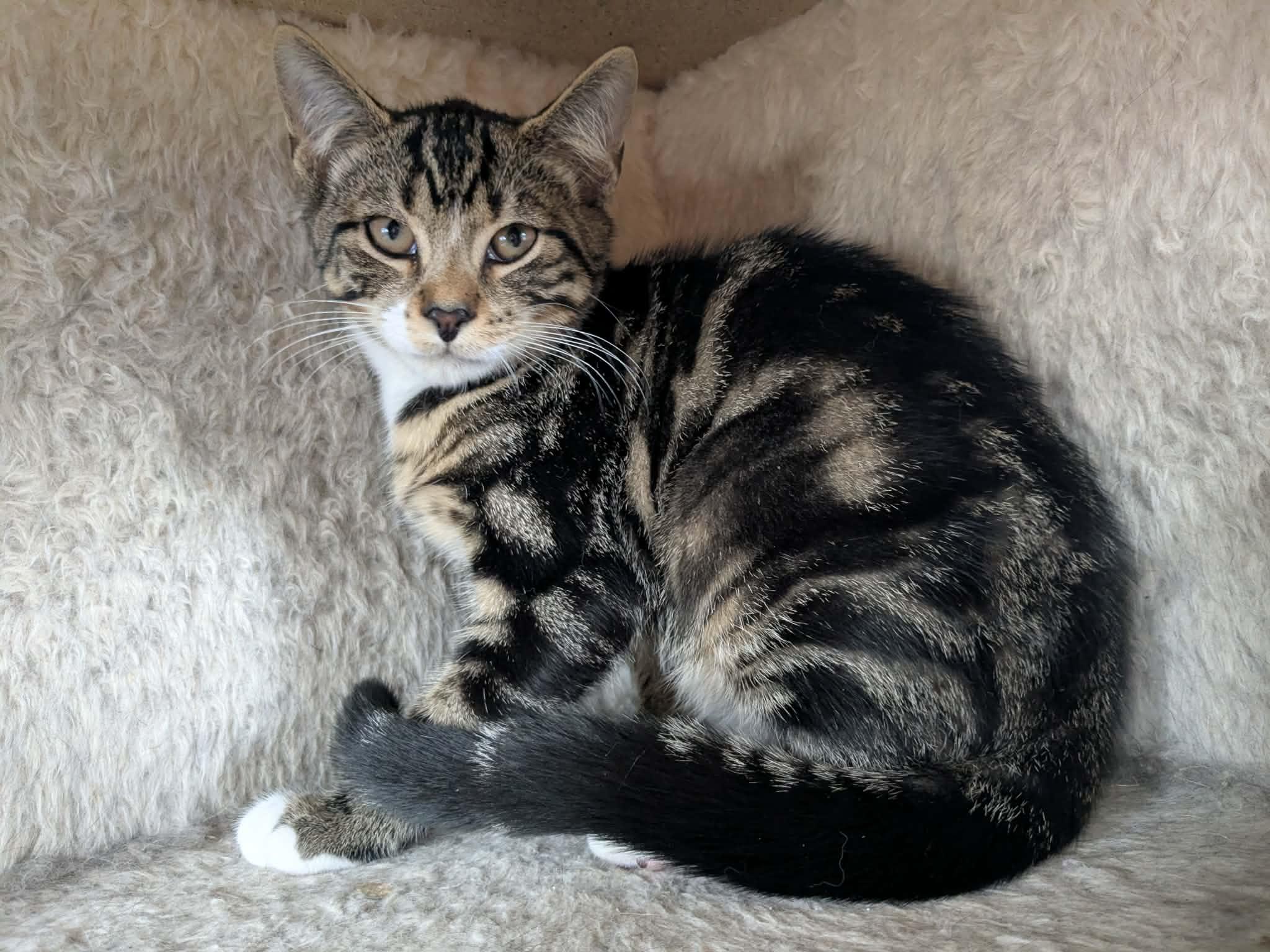 Enlarge Orion - Kitten, a Adoptable Domestic Short Hair in Enfield, CT image 1/6