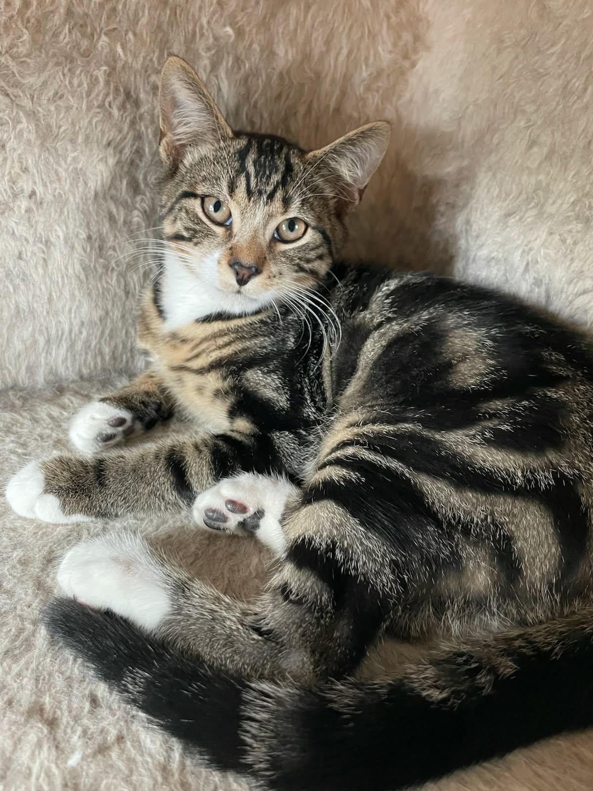 Enlarge Orion - Kitten, a Adoptable Domestic Short Hair in Enfield, CT image 2/6