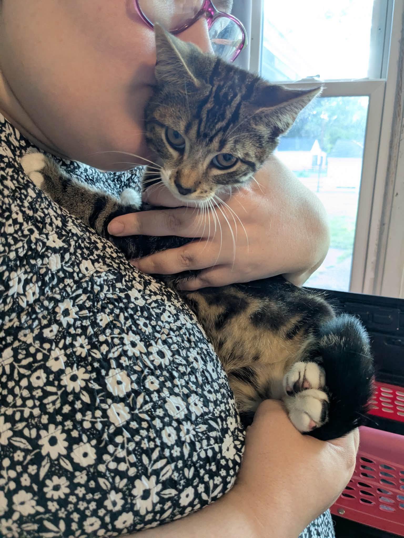 Enlarge Orion - Kitten, a Adoptable Domestic Short Hair in Enfield, CT image 4/6