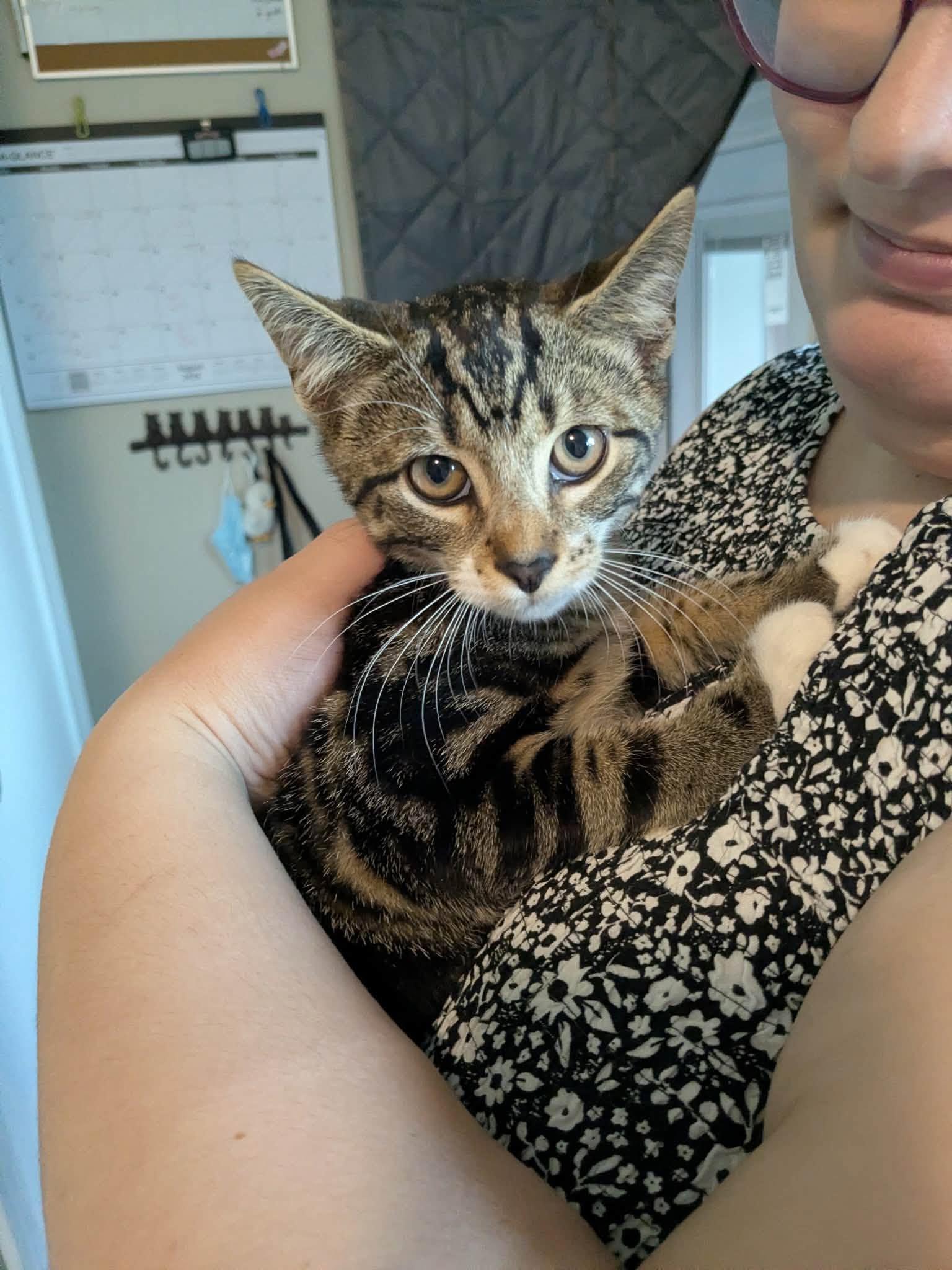 Enlarge Orion - Kitten, a Adoptable Domestic Short Hair in Enfield, CT image 5/6