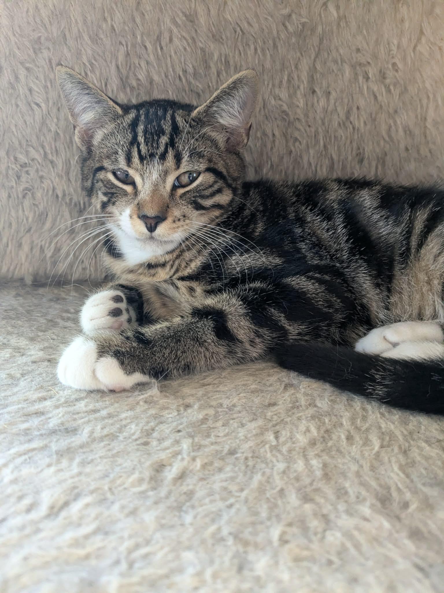 Enlarge Orion - Kitten, a Adoptable Domestic Short Hair in Enfield, CT image 6/6