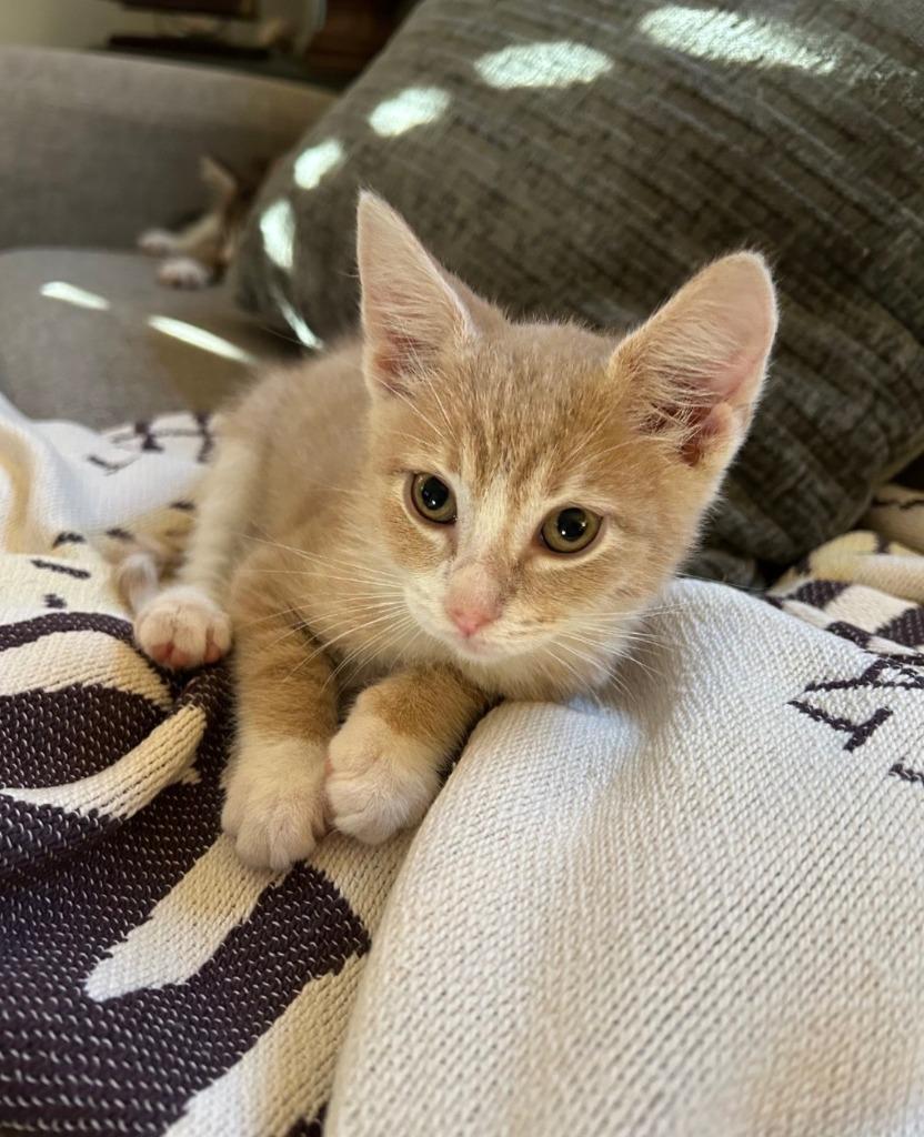 Tito, adopted, Kitten Male Domestic Short Hair.