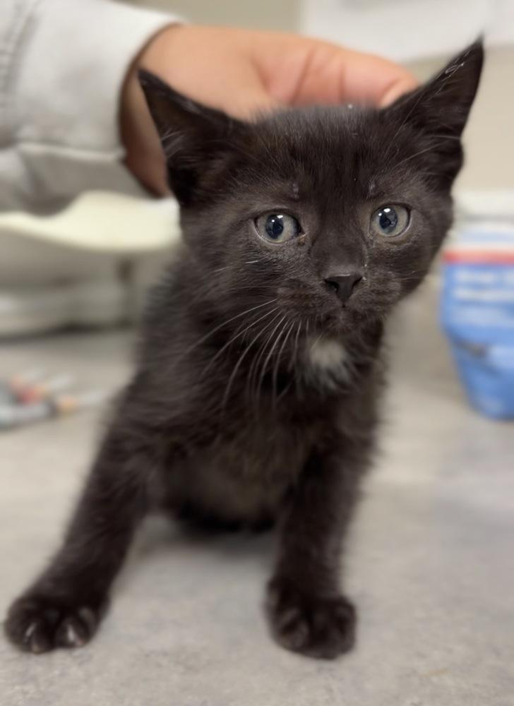 Enlarge Pike, a Adoptable mixed breed in Bemidji, MN image 1/1