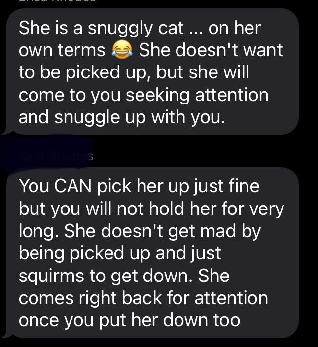 Sweet Pea, a Adoptable Domestic Short Hair in Oberlin, OH image 5/5